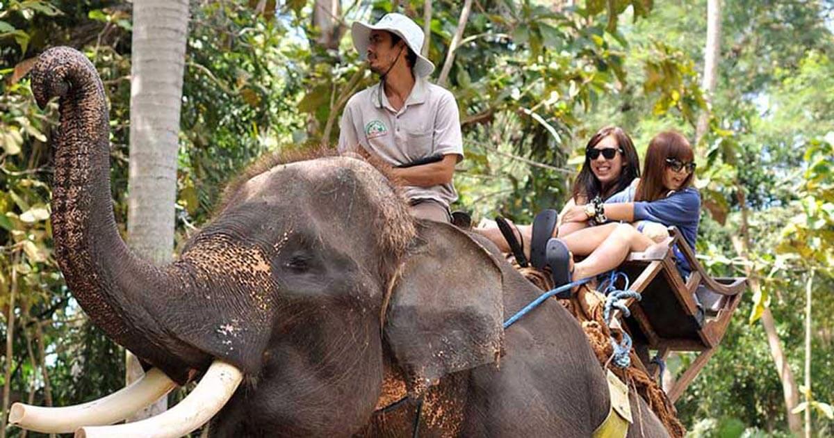 The Exciting Trip Of Bali Elephant Ride Ubud Tour